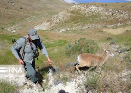 استان بوشهر با کمبود محیط‌بان روبرو است