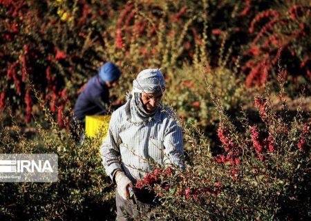 بسیج سازندگی برای ۴۵۰ نفر در هرمزگان شغل ایجاد کرد