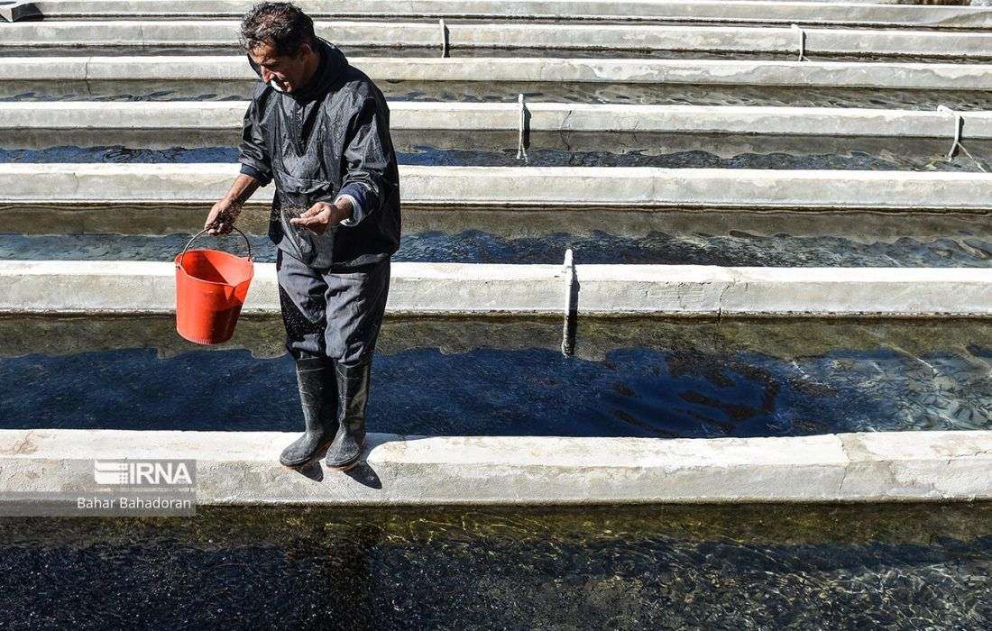 مجتمع هزار تنی پرورش ماهی “الیگودرز” آماده واگذاری به بخش خصوصی است