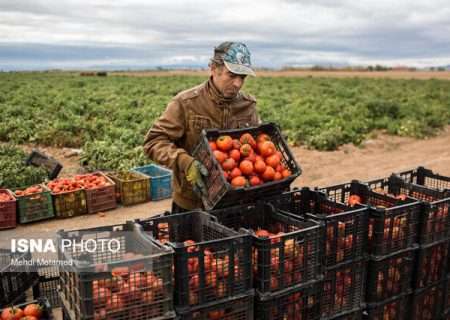 ایجاد اشتغال برای ۱۷۰۲ نفر در بخش کشاورزی گیلان