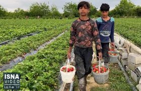 برداشت توت‌فرنگی در روستای ازنوا