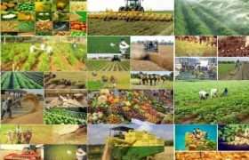 شناسایی فرصت‌های طلایی سرمایه‌گذاری در صنایع تبدیلی کشاورزی گلستان