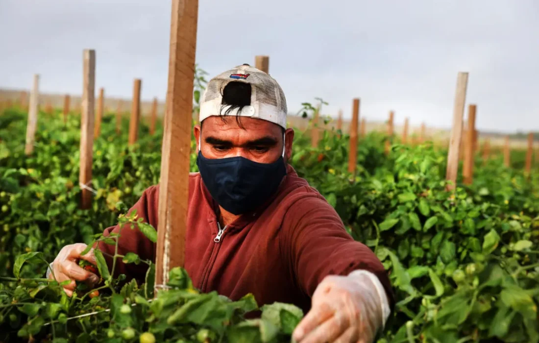 کاهش محبوبیت ترامپ/ کارگران مهاجر در خانهها و مزارع آمریکاییها پنهان میشوند!