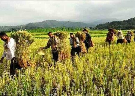 ایجاد اشتغال برای ۱۰۹۱ نفر در بخش کشاورزی گیلان